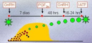 Protocolo tipo Ovsynch