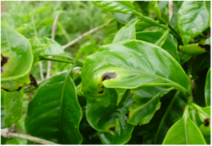 Folha com Mancha Aureolada