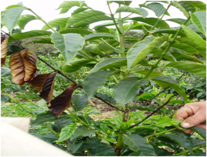 Ramo de cafeeiro seco