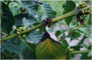 Roseta com Mancha Aureolada