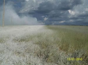 Área onde foi aplicado gesso no solo 