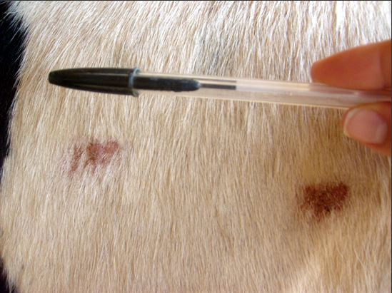 Raspagem em bovino para retirada de sangue para exame de tuberculose