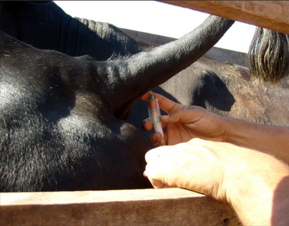 Coleta de sangue sendo realizada em uma vaca