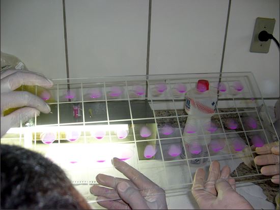 Placa com exames negativos para a brucelose