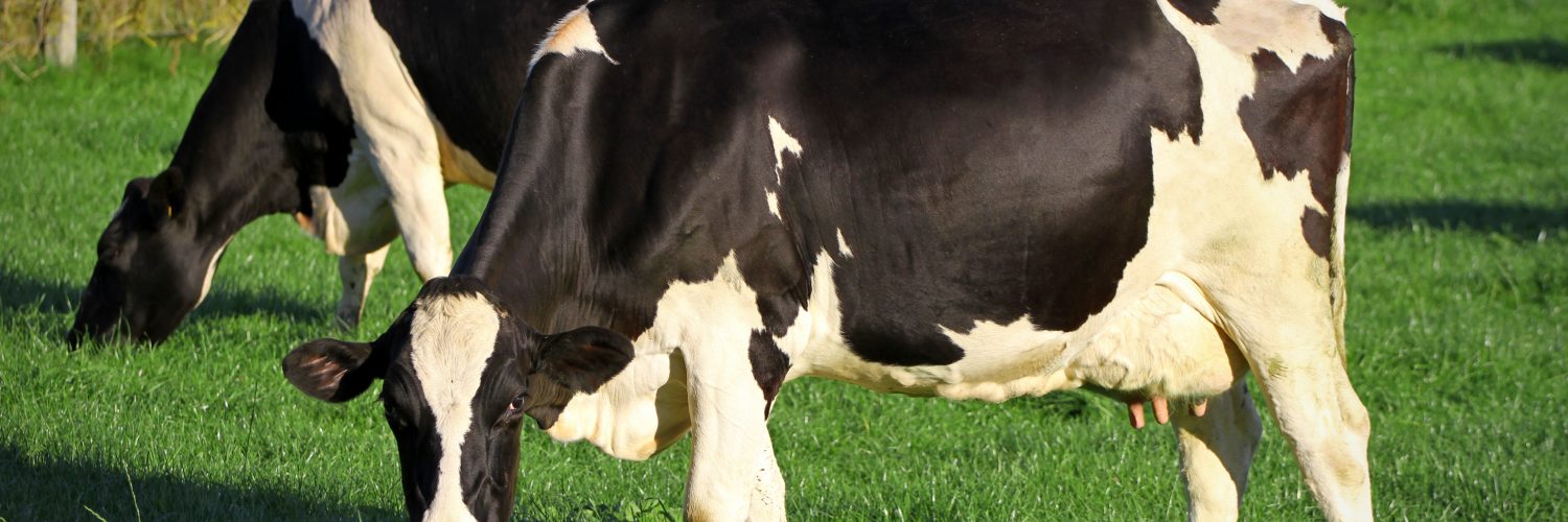 vacas holandesas no pasto