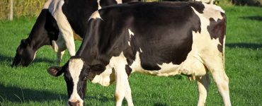 vacas holandesas no pasto