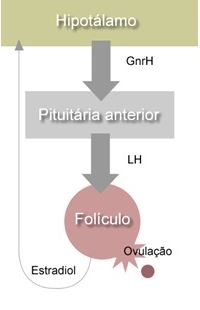 Eixo reprodutivo dos bovinos