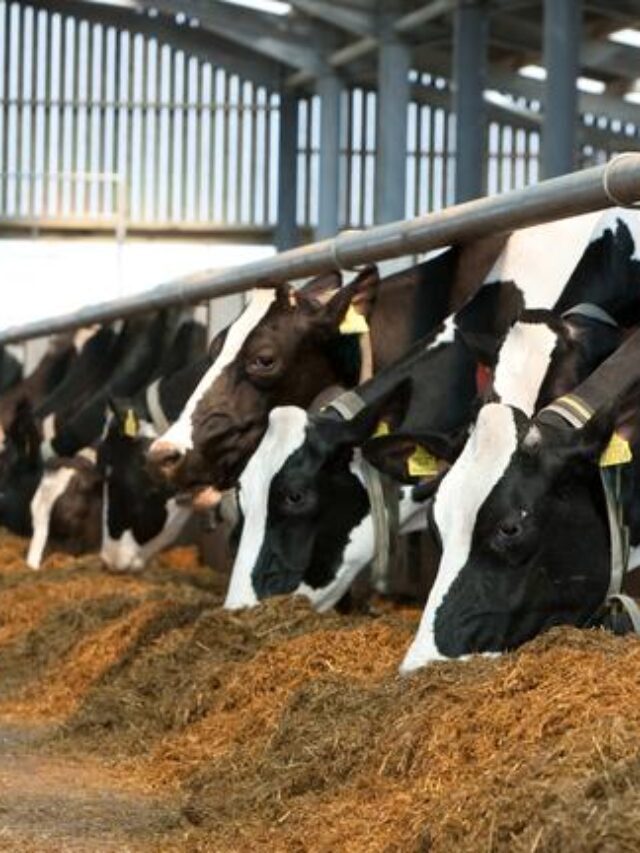 Pós-Graduação em Pecuária Leiteira: benefícios e oportunidades