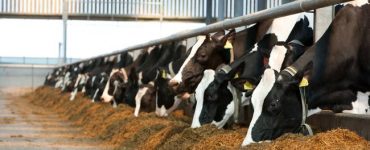 Alimentação de bovinos leiteiros