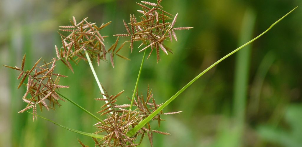 Cyperus rotundus