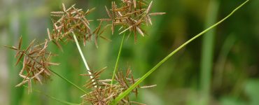 Cyperus rotundus