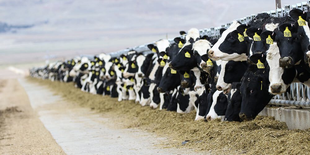 Alimentação de bovinos leiteiros