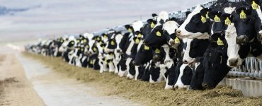 Alimentação de bovinos leiteiros