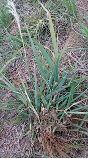 Planta adulta de capim-amargoso.
