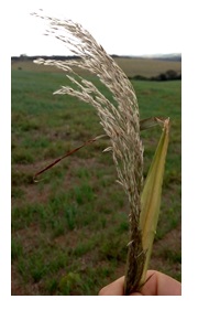 Inflorescência tipo panícula do capim-amargo