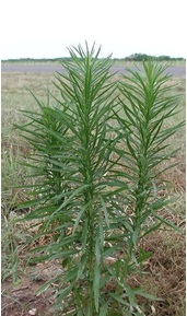 Planta adulta de buva