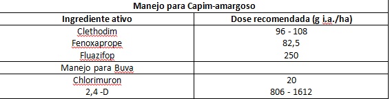 Manejo capim-amargoso