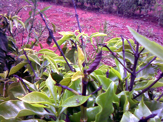 planta com sintomas de deficiência de boro