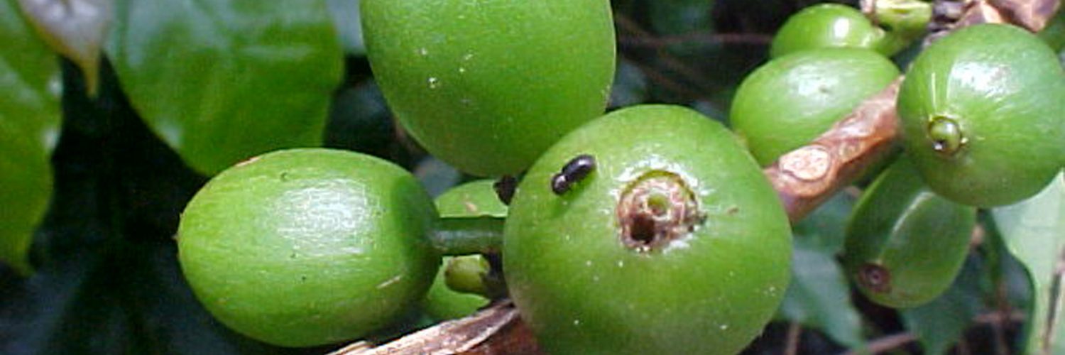 Fruto do café com danos causados pela broca