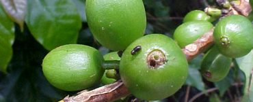 Fruto do café com danos causados pela broca