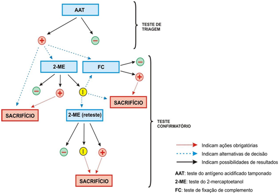 Ações para o diagnóstico da brucelose bovina