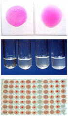 Testes para diagnóstico da brucelose bovina