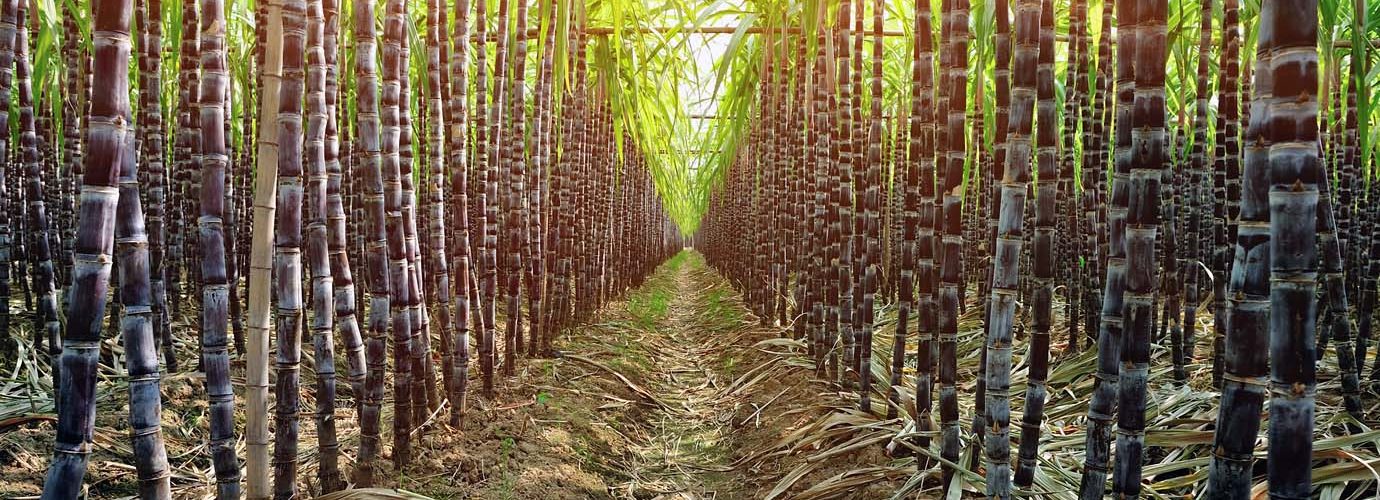 Cana de açúcar