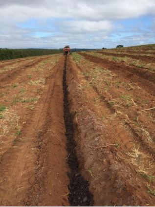 Aplicação de casca de café