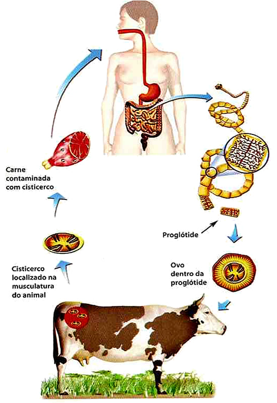 Ciclo de vida da Taenia saginata