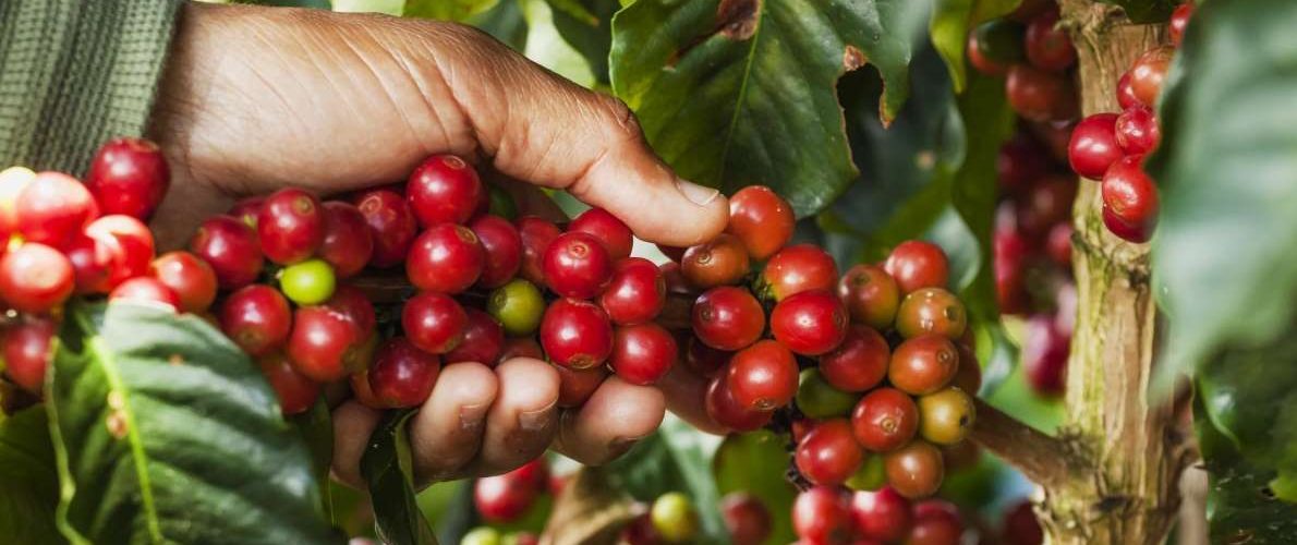 Colhendo café