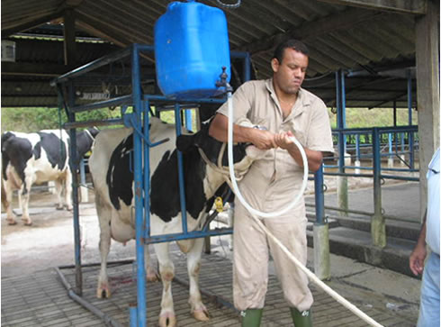 Coleta de líquido ruminal com sonda esofágica
