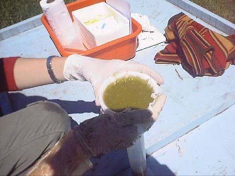 Líquido ruminal coletado