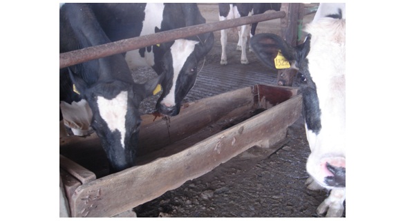 Vacas leiteiras se alimentando no cocho
