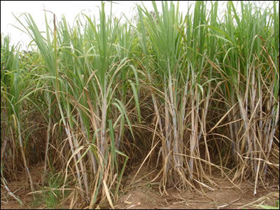 cana de açúcar com 8 meses