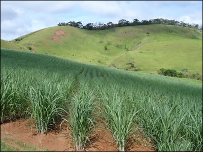 plantação de cana