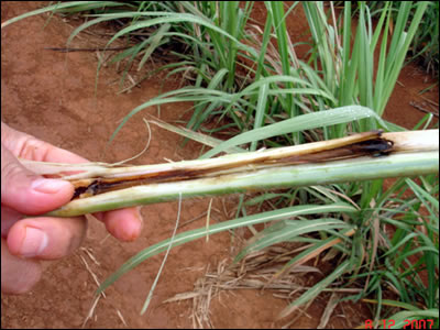  lagartas no colmo da cana