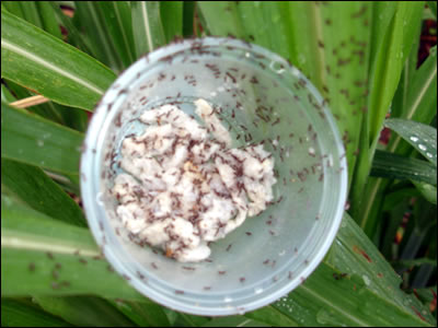 vespinha Cotesia flavipes