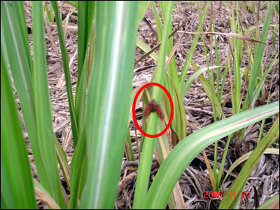 cigarrinhas-das-raízes.&nbsp;