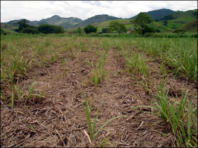 Falhas no canavial devido ao ataque de cigarrinhas