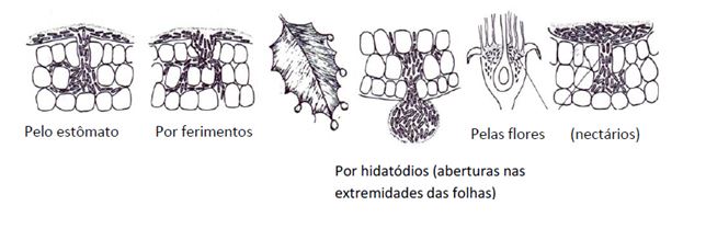 Formas de penetração da bactéria da mancha aureolada no cafeeiro