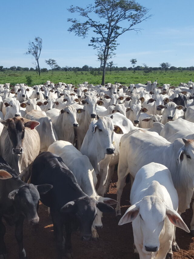 Aprenda a melhorar a nutrição do gado entendendo o sistema digestivo dos bovinos
