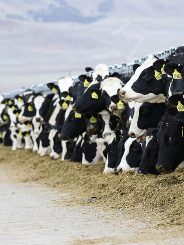 Gestão na Pecuária Leiteira: veja 3 benefícios do curso