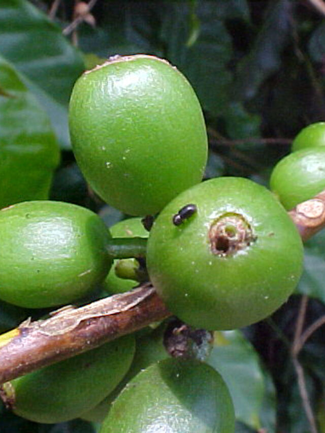 Broca-do-café: o que é e como realizar o seu controle