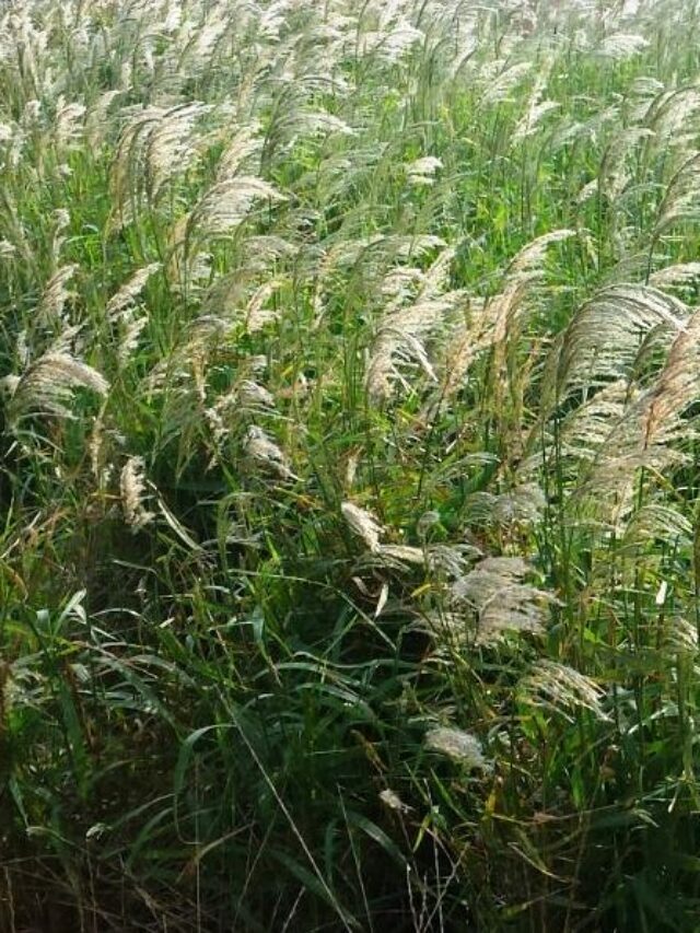 Buva e capim-amargoso: o que são e seu manejo