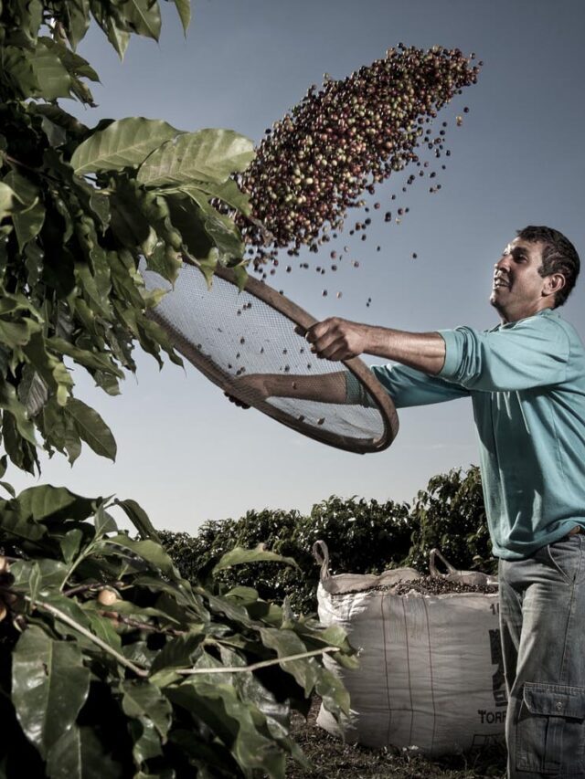 Produção de Café: aumente o lucro das suas lavouras