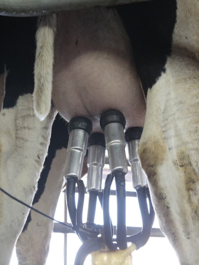 Produção de leite: como aumentar os lucros?