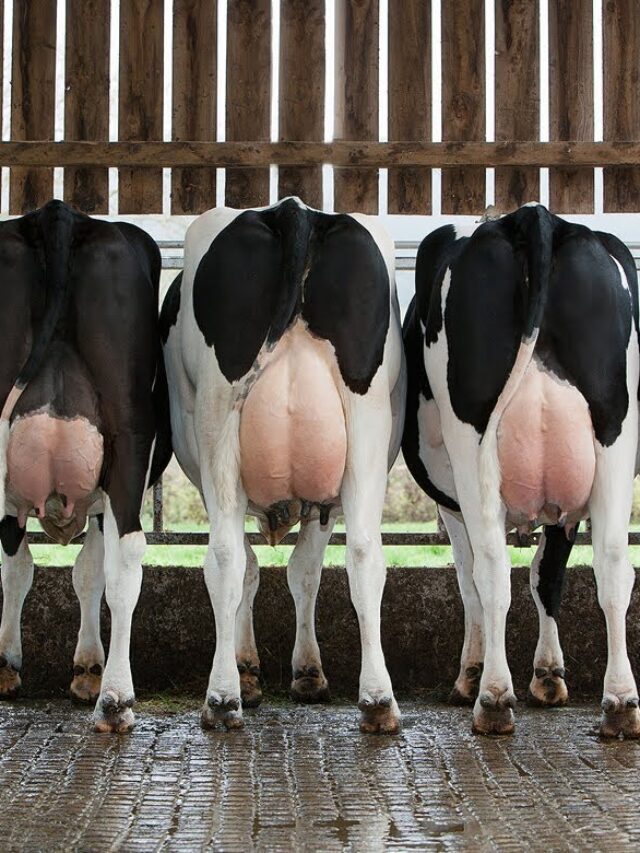 Pós-Graduação em Pecuária Leiteira: conheça 3 benefícios