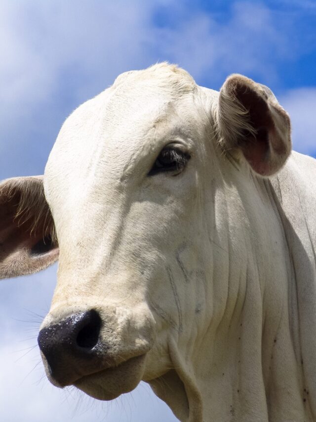 Aumente os seus lucros com a pecuária de corte
