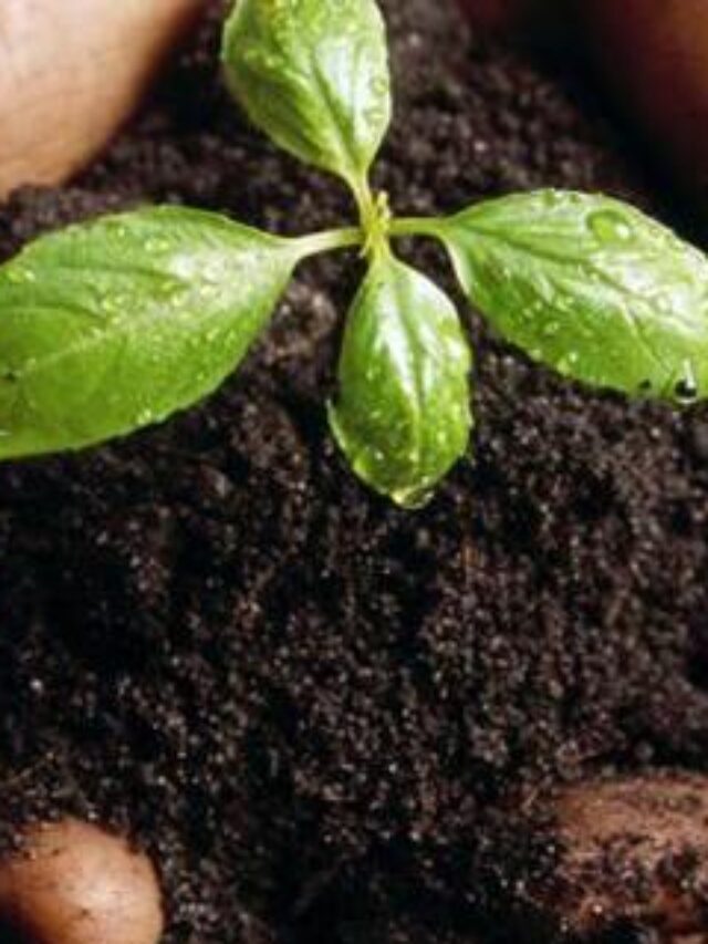 Fertilidade do solo: aumente a sua produtividade!