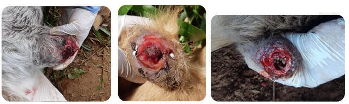 Onfalite em bezerros recém-nascidos